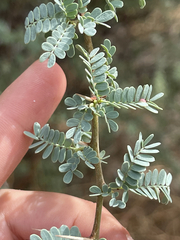 Prosopis palmeri