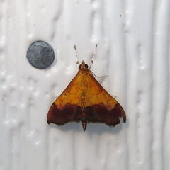 Pyrausta bicoloralis