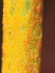 Synchytrium australe