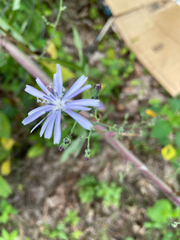Asteraceae