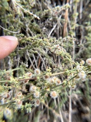 Galium angustifolium