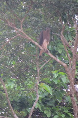 Haliaeetus ichthyaetus