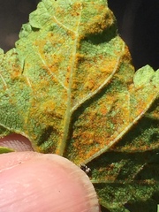 Synchytrium australe