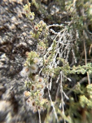 Galium angustifolium