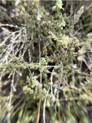 Galium angustifolium
