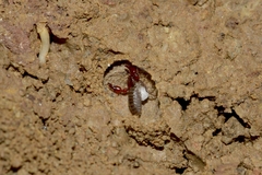 Cheliferoidea