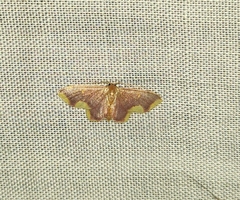 Lophosis labeculata