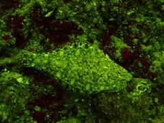 Citharichthys stigmaeus