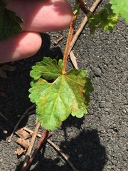 Synchytrium australe