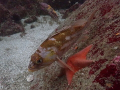 Sebastes caurinus