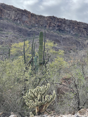 Cylindropuntia bigelovii ciribe