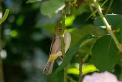 Zosterops lateralis