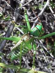 Neobarrettia spinosa