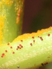 Synchytrium australe