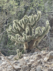 Cylindropuntia bigelovii ciribe