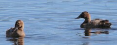 Aythya valisineria