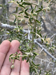 Atamisquea emarginata