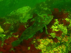 Hexagrammos decagrammus