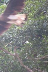 Haliaeetus ichthyaetus