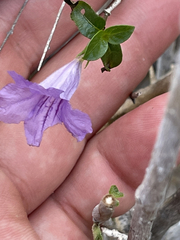 Ruellia californica peninsularis