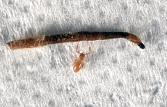 Chthonioidea