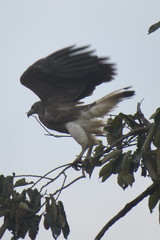 Haliaeetus ichthyaetus