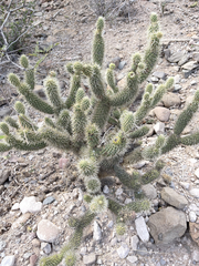 Cylindropuntia bigelovii ciribe