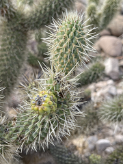 Cylindropuntia bigelovii ciribe