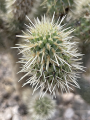 Cylindropuntia bigelovii ciribe