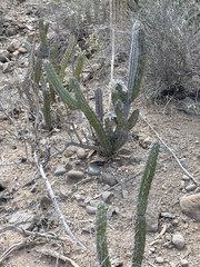 Stenocereus gummosus