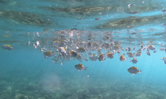 Abudefduf troschelii