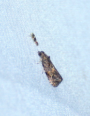 Rossmoneura carbonata
