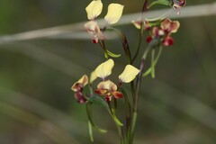 Diuris brachyscapa