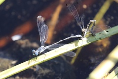 Lestes disjunctus