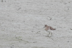 Calidris subminuta