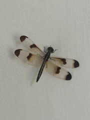 Neurothemis tullia