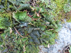 Peltigera aphthosa