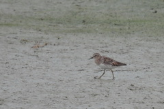 Calidris subminuta