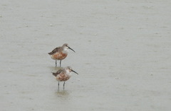 Calidris ferruginea