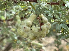 Prosopis palmeri