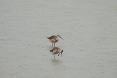 Calidris ferruginea