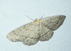 Lambdina pellucidaria