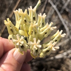 Asclepias subulata
