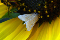 Achyra rantalis
