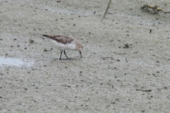 Calidris ruficollis