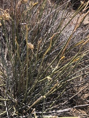 Asclepias subulata