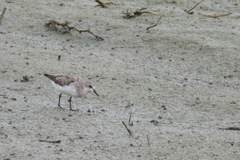 Calidris ruficollis