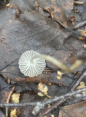 Roridomyces roridus