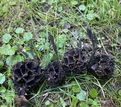 Xylaria liquidambar