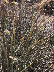 Asclepias subulata